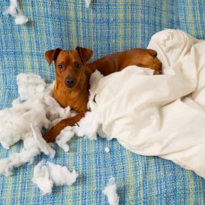 naughty-playful-puppy-dog-after-biting-a-pillow-canstockphoto11002737