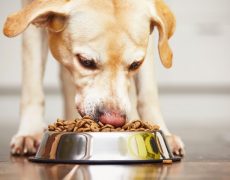 La importancia de una buena alimentación para su mascota