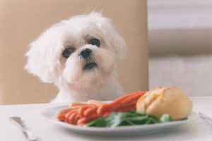 Cute dog asking for food