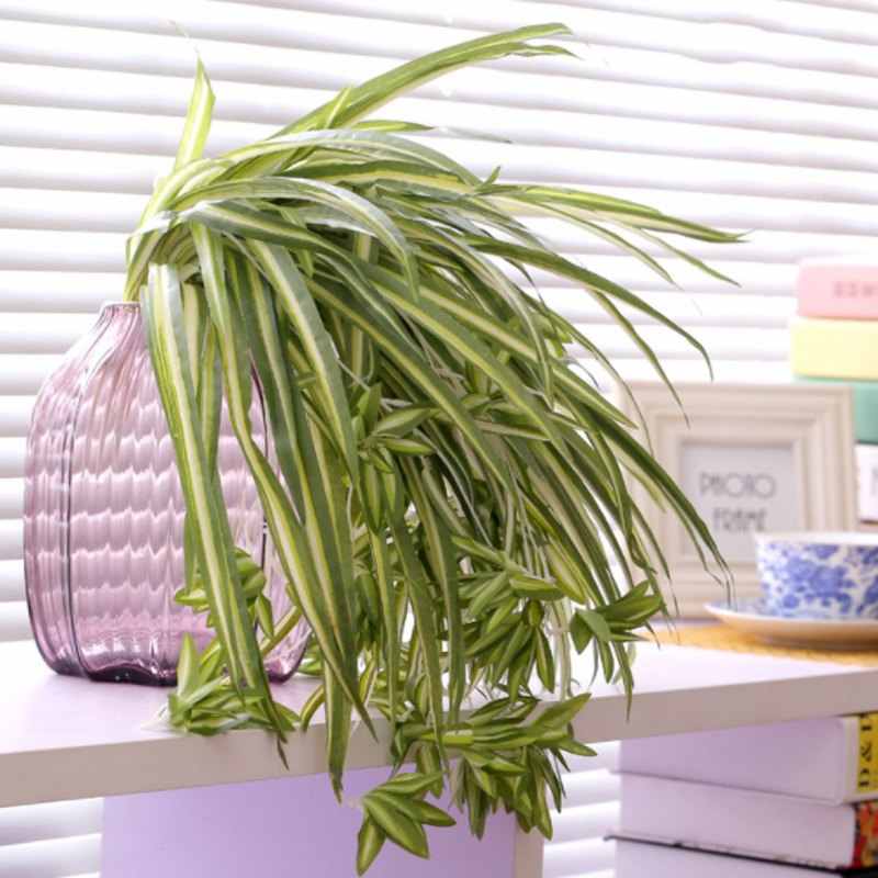 Chlorophytum comosum planta para cuidar en casa