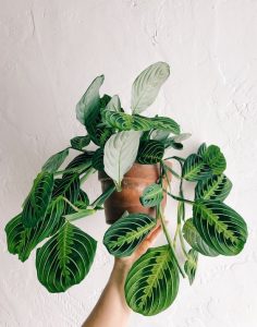 Maranta Leuconera planta de decoración