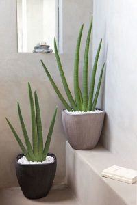 Aloe Vera planta de decoración