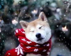 Abrigos para perros: PROTEGE a tu PERRO del frío