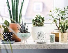 Cuidar las plantas: La nueva moda que invade las casas