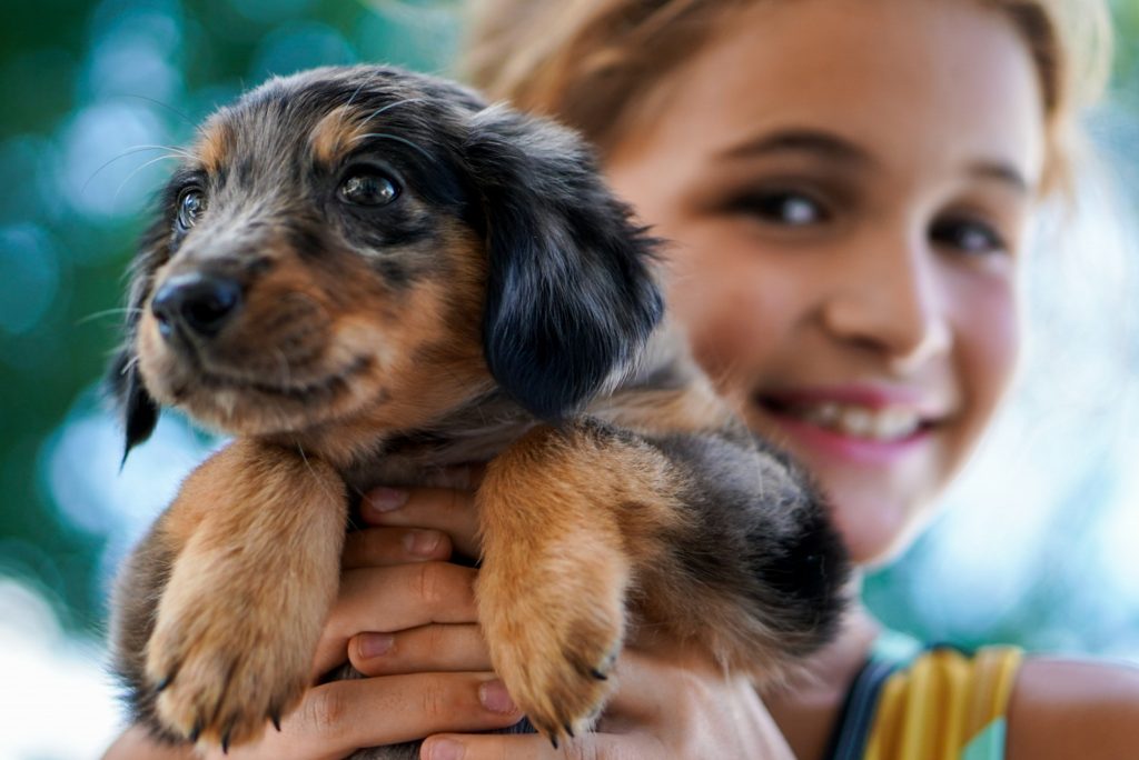 Primer plano perro cahorro marrón sujetado por una niña