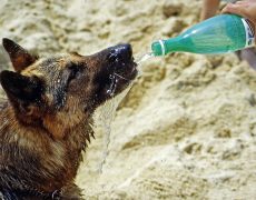 Golpes de calor en perros: ¡se pueden evitar!