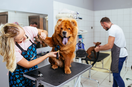 el cuidado de una peluquería para mascotas es más efectivo que hacerlo desde casa