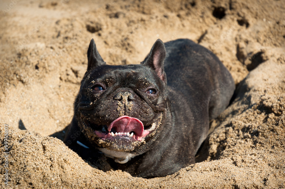 Perro braquicéfalo jugando en la playa