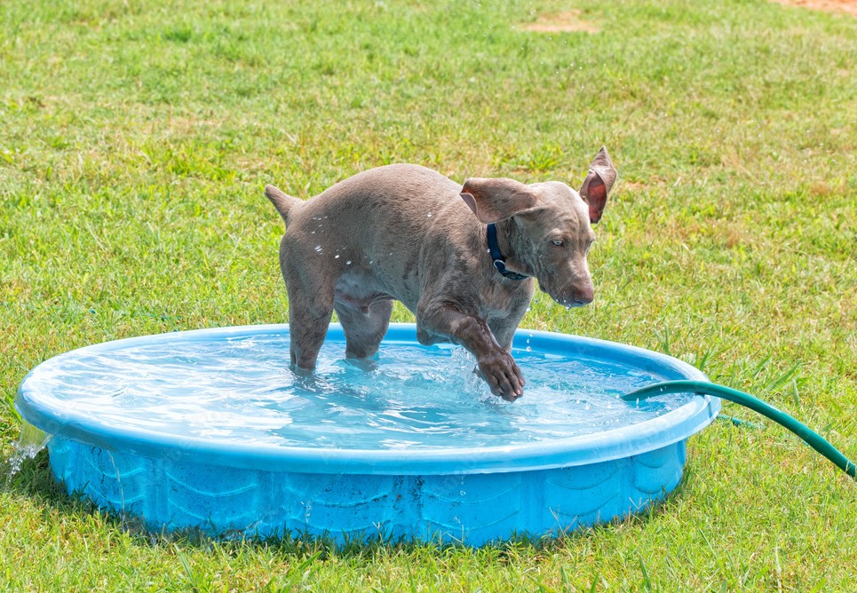 Perro con calor jugando en piscina