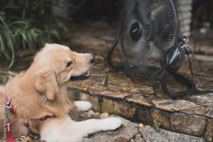 Perro ventilador