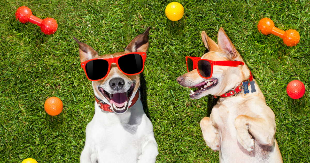 perros con anteojos y disfrutando que su dueño pertenece Premium club de TiendaAnimal