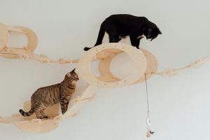 Juguetes interactivos para gatos